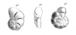 Discorbina rimosa Parker & Jones in Carpenter, 1862