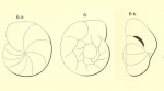 Gyroidina flavescens d'Orbigny in Fornasini, 1906