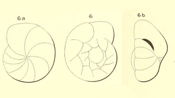 Gyroidina flavescens d'Orbigny in Fornasini, 1906 Gyroidina flavescens d'Orbigny in Fornasini, 1906