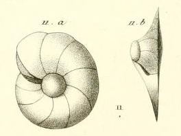 Gyroidina carinata d'Orbigny in Guérin-Méneville, 1832 Gyroidina carinata d'Orbigny in Guérin-Méneville, 1832