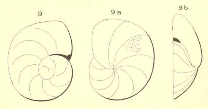 Truncatulina miquelonensis d'Orbigny in Fornasini, 1906 Truncatulina miquelonensis d'Orbigny in Fornasini, 1906