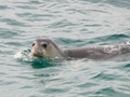 Monachus monachus