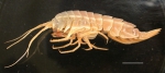 Epimeria abyssalis