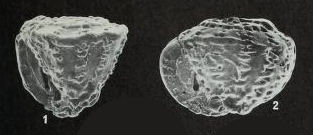 Pseudorotalia schroeteriana (Parker & Jones in Carpenter, 1862) Pseudorotalia schroeteriana (Parker & Jones in Carpenter, 1862)