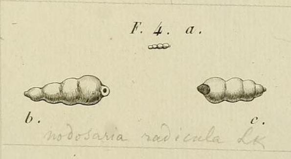 Nodosaria radicula (Linnaeus, 1758) Nodosaria radicula (Linnaeus, 1758)
