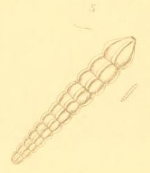 Nautilus costatus Montagu, 1803 Nautilus costatus Montagu, 1803