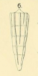 Pyramidulina eptagona Costa in Fornasini, 1894