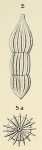 Nodosaria pulchella d'Orbigny, 1850