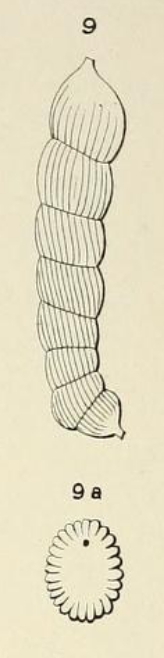 Marginulina striata d'Orbigny, 1852 Marginulina striata d'Orbigny, 1852