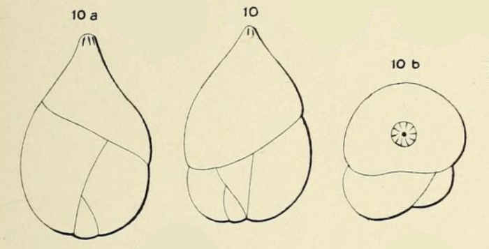 Guttulina laevigata d'Orbigny in Fornasini, 1908 Guttulina laevigata d'Orbigny in Fornasini, 1908