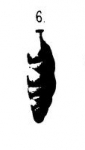 Uvigerina farinosa Hantken, 1875