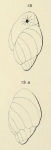 Bulimina madagascariensis d'Orbigny in Fornasini, 1908