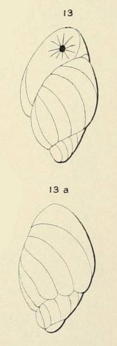 Bulimina madagascariensis d'Orbigny in Fornasini, 1908 Bulimina madagascariensis d'Orbigny in Fornasini, 1908