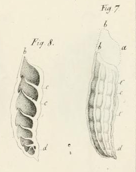 Marginulina raphanus d'Orbigny, 1826 Marginulina raphanus d'Orbigny, 1826