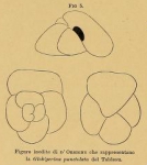 Globigerina punctulata