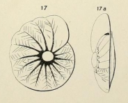 Turbinulina crassa d'Orbigny in Fornasini, 1908, author: Le Coze, François