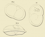 Rotalia dubia d'Orbigny in Fornasini, 1908 
