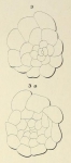 Planorbulina rubra d'Orbigny in Fornasini, 1908
