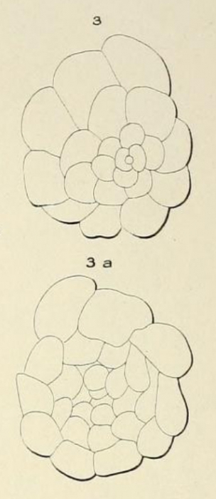 Planorbulina rubra d'Orbigny in Fornasini, 1908 Planorbulina rubra d'Orbigny in Fornasini, 1908