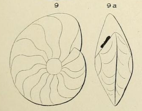 Anomalina nautiloides d'Orbigny, 1852 Anomalina nautiloides d'Orbigny, 1852