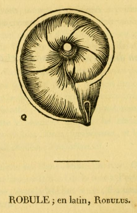 Robulus cultratus Montfort, 1808 Robulus cultratus Montfort, 1808