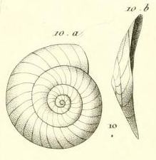 Planulina dubia d'Orbigny in Guérin-Méneville, 1832 Planulina dubia d'Orbigny in Guérin-Méneville, 1832