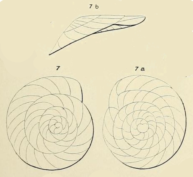Planulina dubia d'Orbigny in Guérin-Méneville, 1832 Planulina dubia d'Orbigny in Guérin-Méneville, 1832