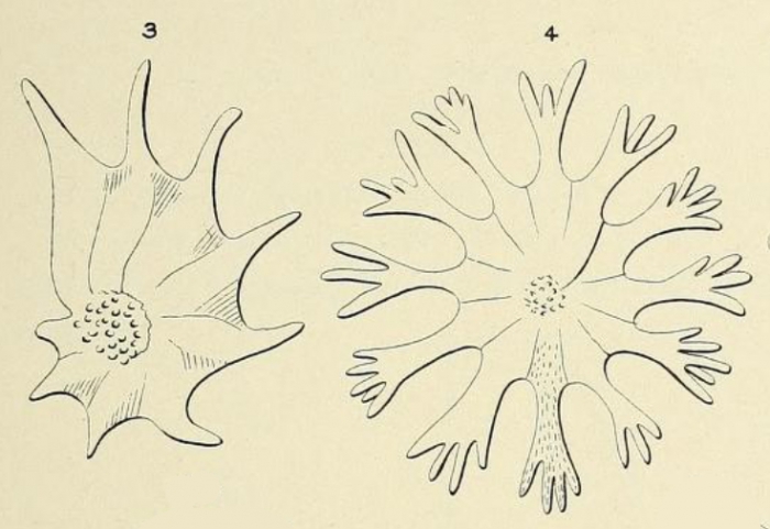 Calcarina defrancei d'Orbigny, 1826 Calcarina defrancei d'Orbigny, 1826