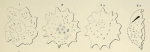 Calcarina gaimardi d'Orbigny in Fornasini, 1908