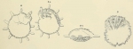 Calcarina quoyi d'Orbigny in Fornasini, 1908