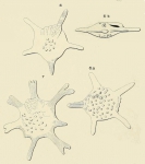 Calcarina gaudichaudii d'Orbigny in Ehrenberg, 1840, author: Le Coze, François