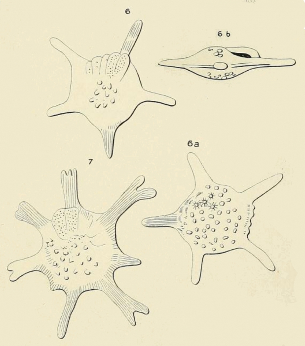 Calcarina gaudichaudii d'Orbigny in Ehrenberg, 1840 Calcarina gaudichaudii d'Orbigny in Ehrenberg, 1840