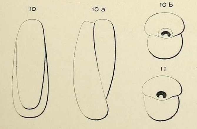 Biloculina elongata d'Orbigny, 1826 Biloculina elongata d'Orbigny, 1826