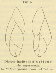 Polymorphina acuta d'Orbigny, 1852, author: Le Coze, François