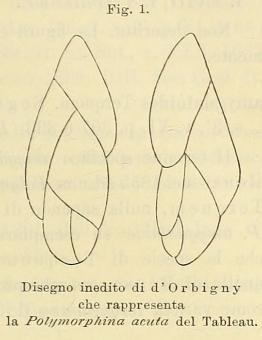 Polymorphina acuta d'Orbigny, 1852 Polymorphina acuta d'Orbigny, 1852