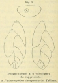 Polymorphina inaequalis d'Orbigny, 1852, author: Le Coze, Franis