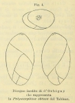 Polymorphina obtusa d'Orbigny, 1850