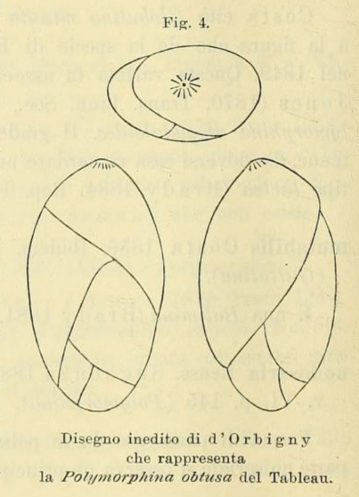 Polymorphina obtusa d'Orbigny, 1850 Polymorphina obtusa d'Orbigny, 1850