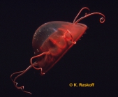 Aeginura grimaldii, Pacific Ocean, photo by K. Raskoff