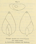 Guttulina caudata d'Orbigny in Fornasini, 1900
