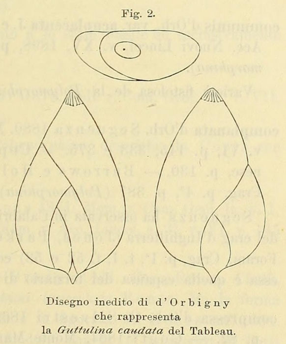 Guttulina caudata d'Orbigny in Fornasini, 1900 Guttulina caudata d'Orbigny in Fornasini, 1900