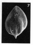 Guttulina caudata d'Orbigny in Fornasini, 1900