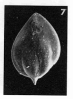 Guttulina caudata d'Orbigny in Fornasini, 1900 Guttulina caudata d'Orbigny in Fornasini, 1900