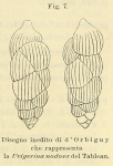 Uvigerina nodosa d'Orbigny, 1826