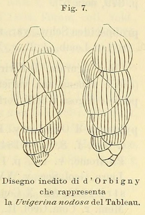 Uvigerina nodosa d'Orbigny, 1826 Uvigerina nodosa d'Orbigny, 1826