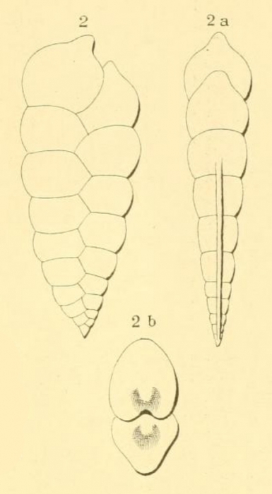 Textilaria acuta d'Orbigny in Fornasini, 1901 Textilaria acuta d'Orbigny in Fornasini, 1901