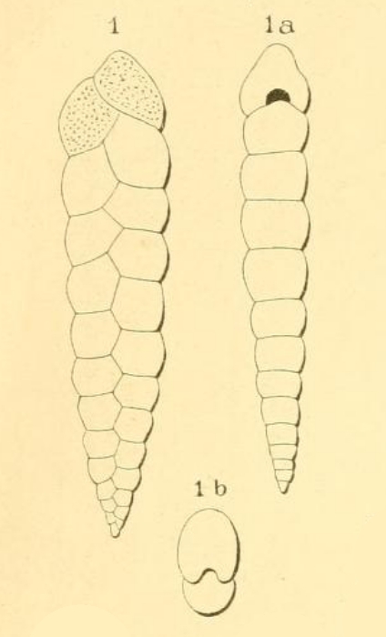 Textularia consecta d'Orbigny, 1852 Textularia consecta d'Orbigny, 1852