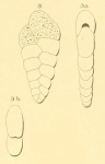Textularia rugosa d'Orbigny, 1852