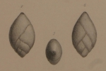 Polymorphina ovata d'Orbigny, 1846