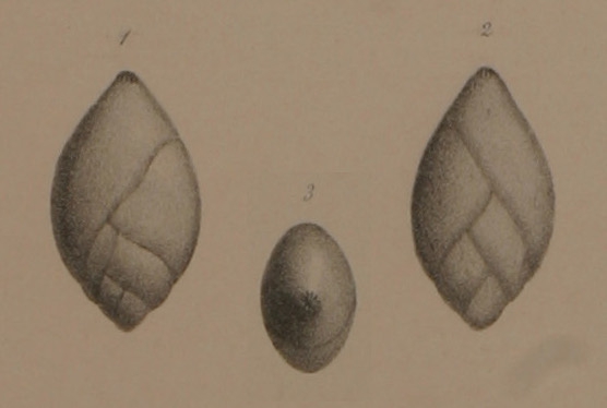 Polymorphina ovata d'Orbigny, 1846 Polymorphina ovata d'Orbigny, 1846